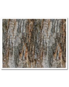 Icing Sheet Bark