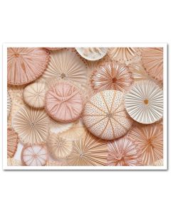 Icing Sheet Sand Dollars