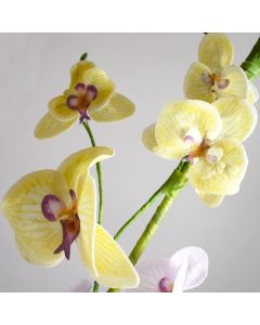 Wafer Paper Orchid Kit Yellow