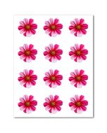 Icing Sheets Hot Pink Cosmos